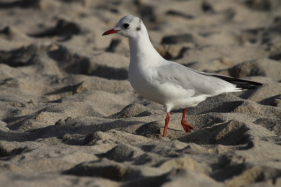 Black Headed Gull