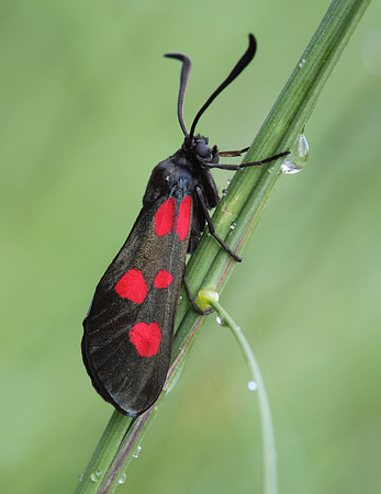 Five Spotted Burnet Moth