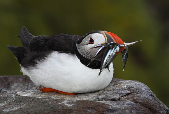 Puffin with Sand Eels