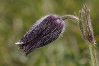 Pasque Flower