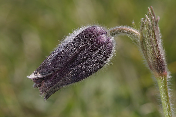 Pasque Flower