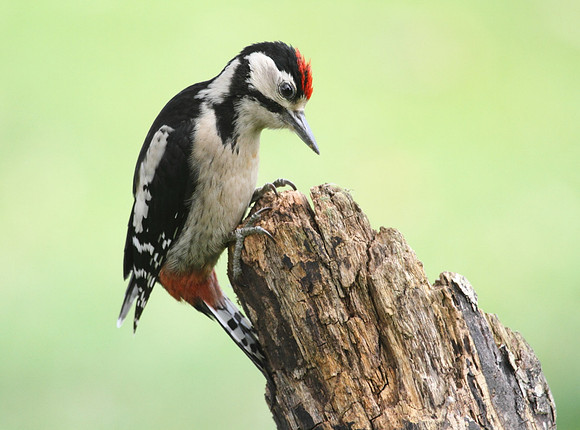 Great Spotted Woodpecker (Juvenile)