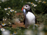 Puffin with Herring