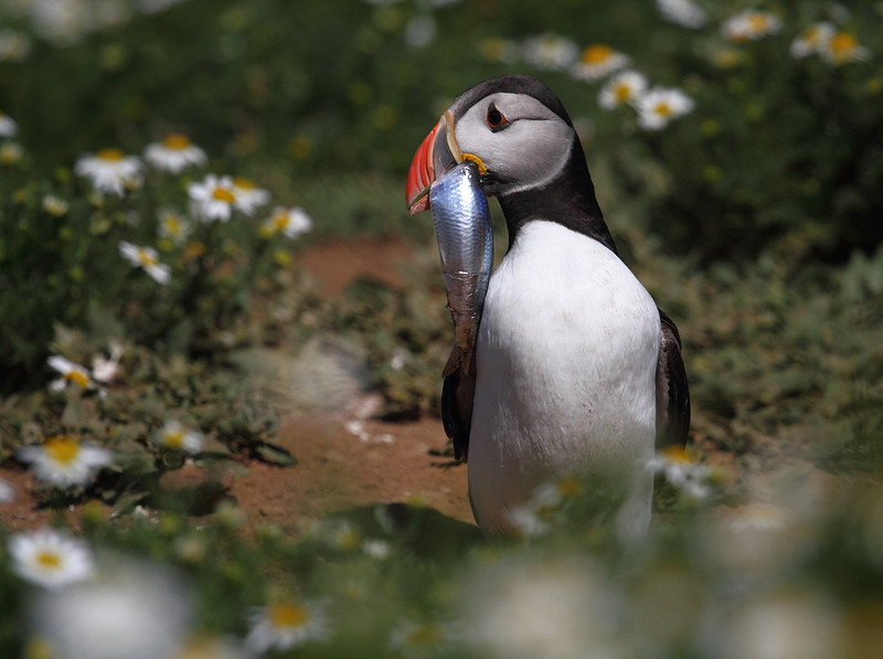 Puffin with Herring