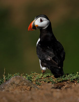 Puffin