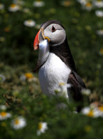 Puffin with Herring