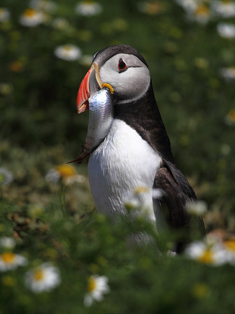 Puffin with Herring