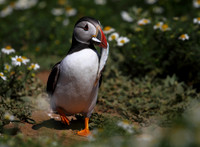 Puffin with Herring