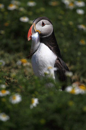 Puffin with Herring