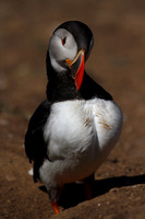 Puffin with Herring