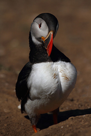 Puffin with Herring