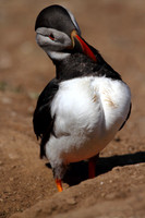Puffin Preening