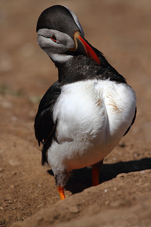 Puffin Preening