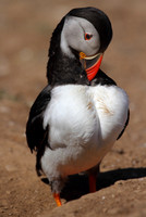 Puffin Preening