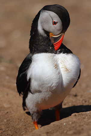 Puffin Preening