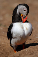Puffin Preening