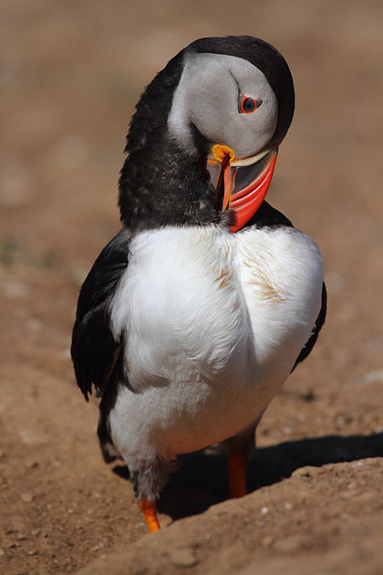 Puffin Preening