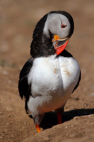 Puffin Preening