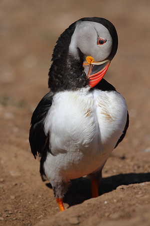 Puffin Preening