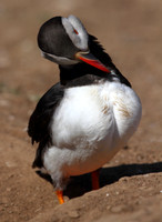 Puffin Preening