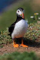 Puffin