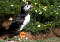 Puffin calling