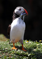Puffin with Sand Eels