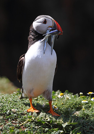 Puffin with Sand Eels