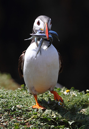 Puffin with Sand Eels
