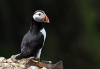 Puffin