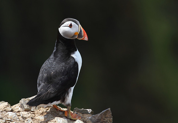 Puffin