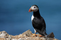 Puffin