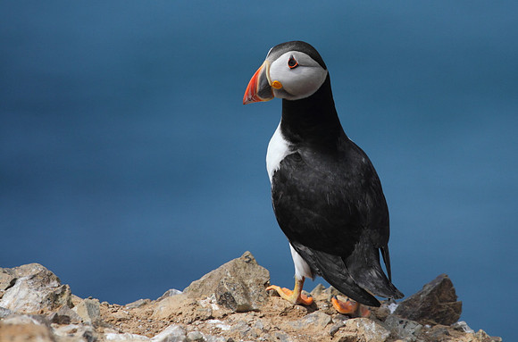 Puffin