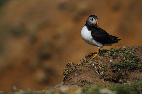 Puffin