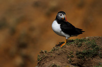 Puffin