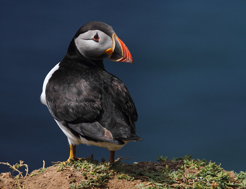 Puffin