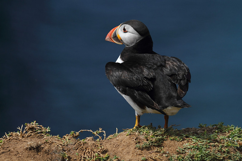 Puffin