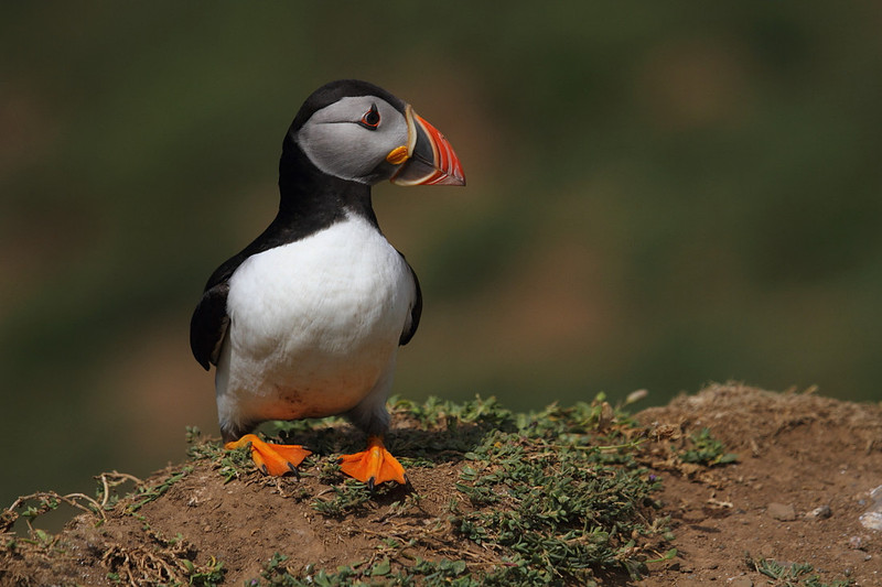 Puffin