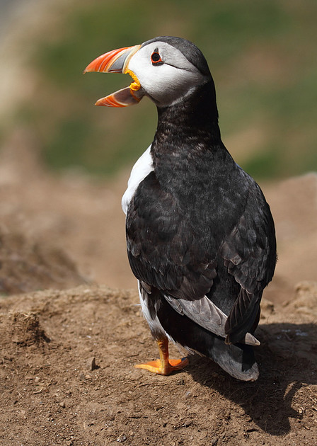 Puffin calling