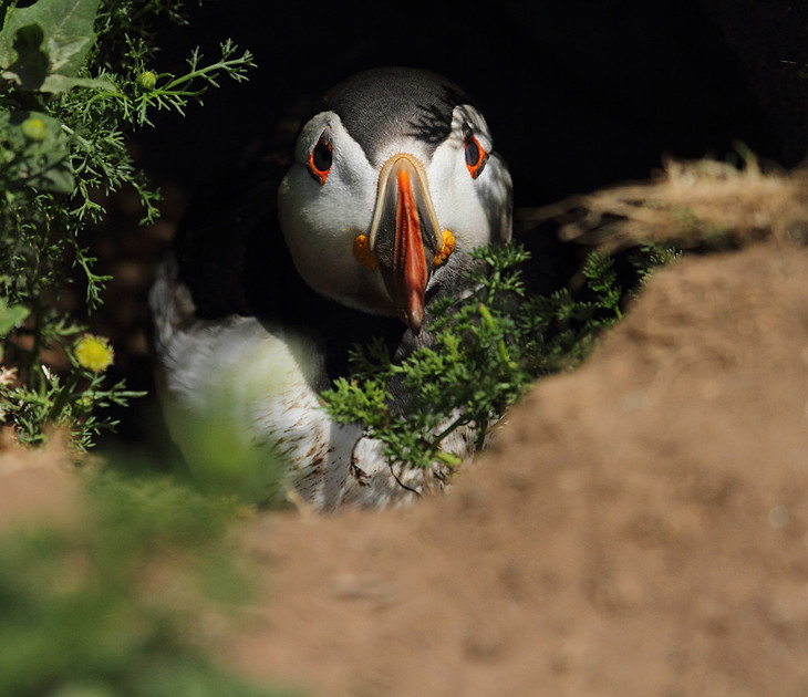 Puffin in Burrow