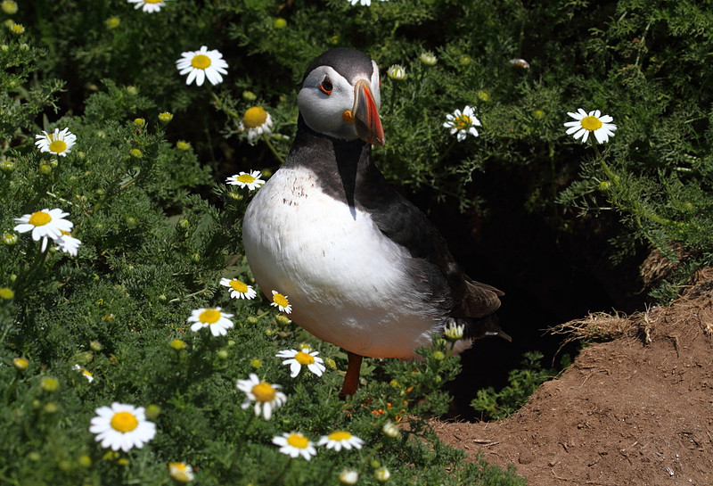 Puffin