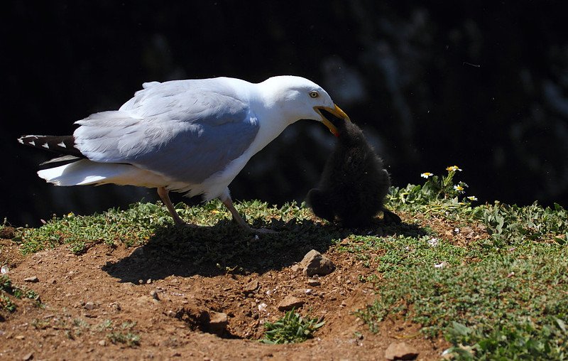 Herring Gull with Puffin Chick