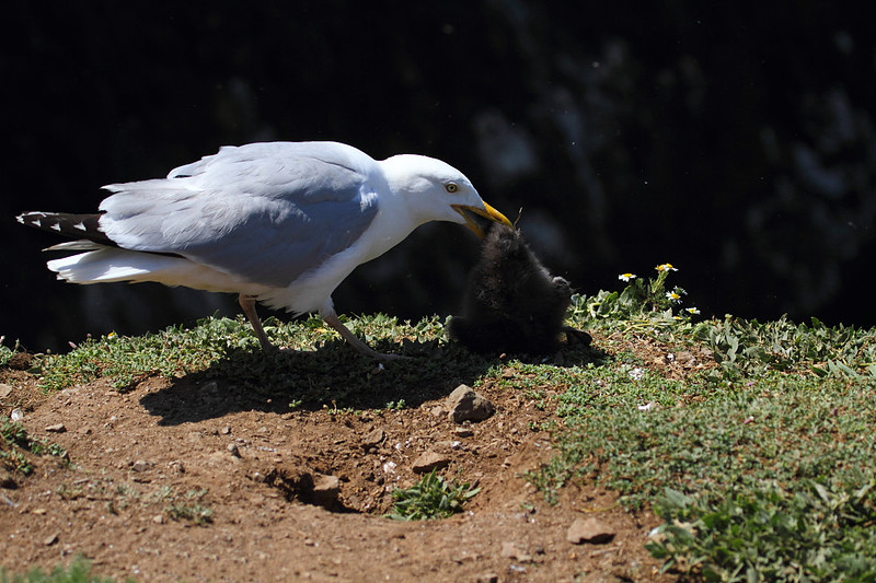 Herring Gull with Puffin Chick