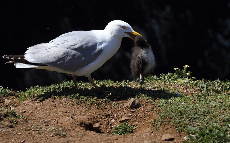 Herring Gull with Puffin Chick