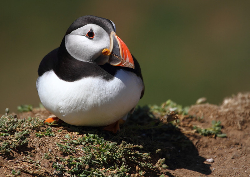 Puffin