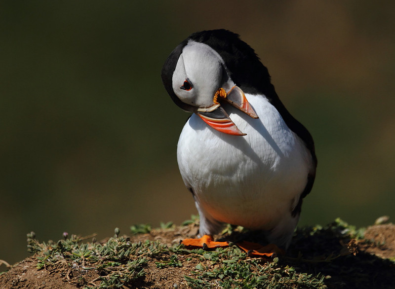 Puffin preening