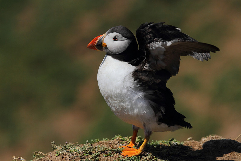 Puffin