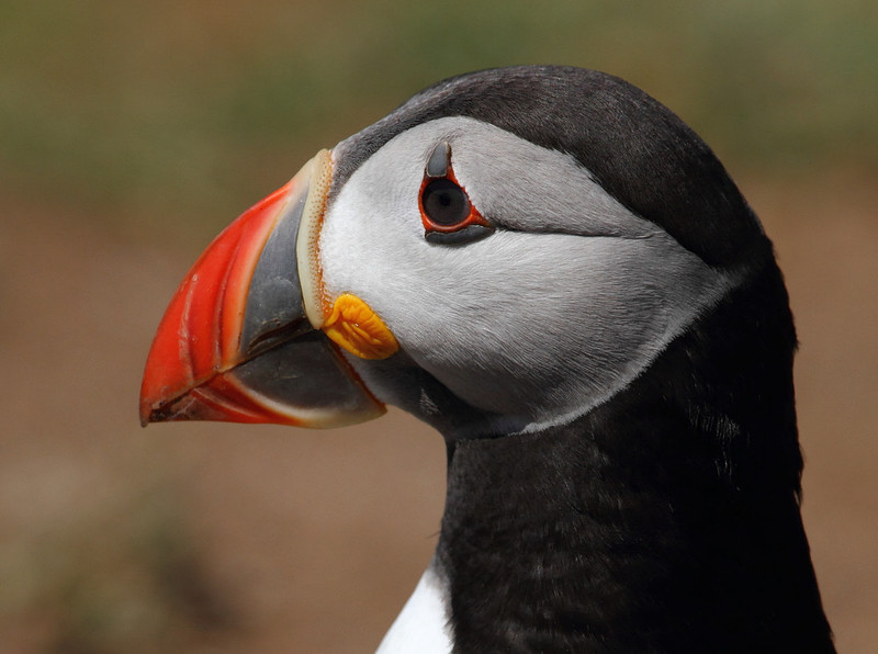 Puffin portrait