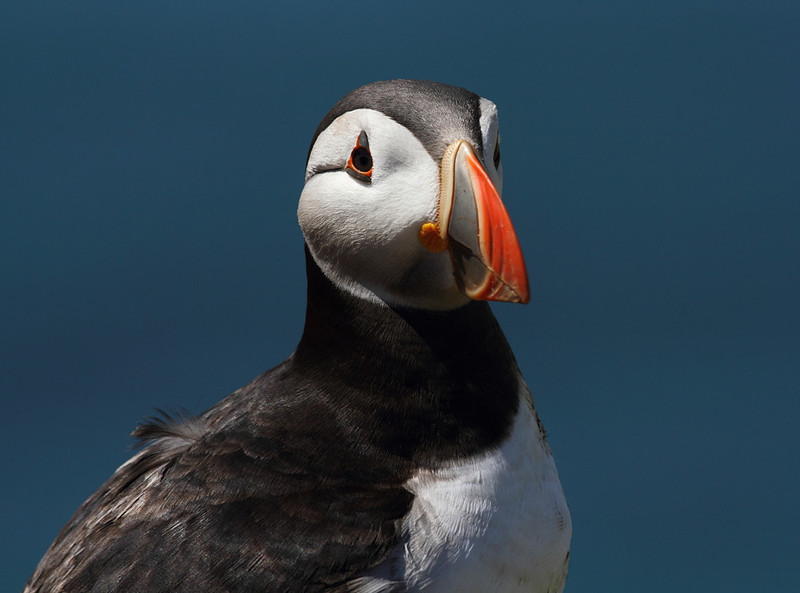 Puffin