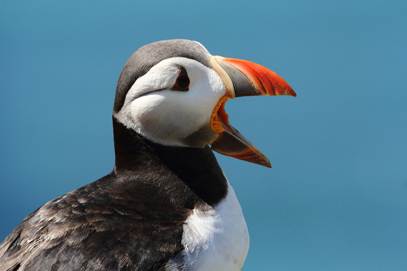 Puffin calling